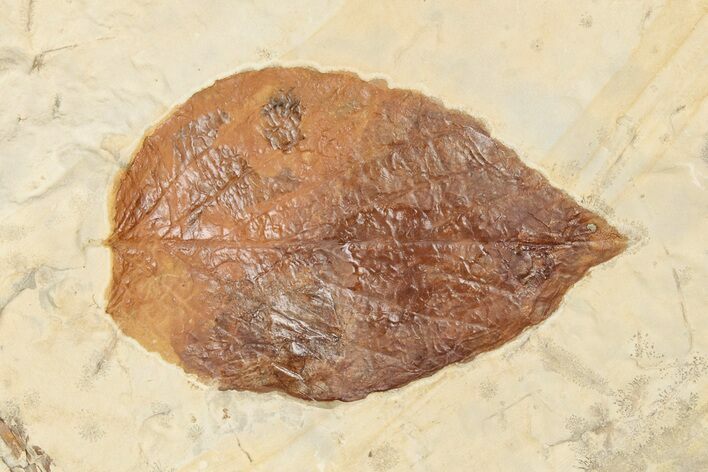 Fossil Leaf (Beringiaphyllum) - Montana #203345